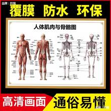 。人体肌肉结构挂图骨骼解剖图海报器官内脏结构图分布构造穴位图