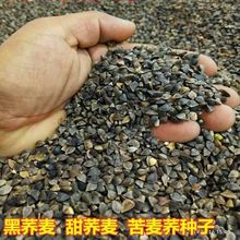 荞麦种子优质甜荞麦种子 黑荞麦种子 苦荞种子四季种植芽菜苗