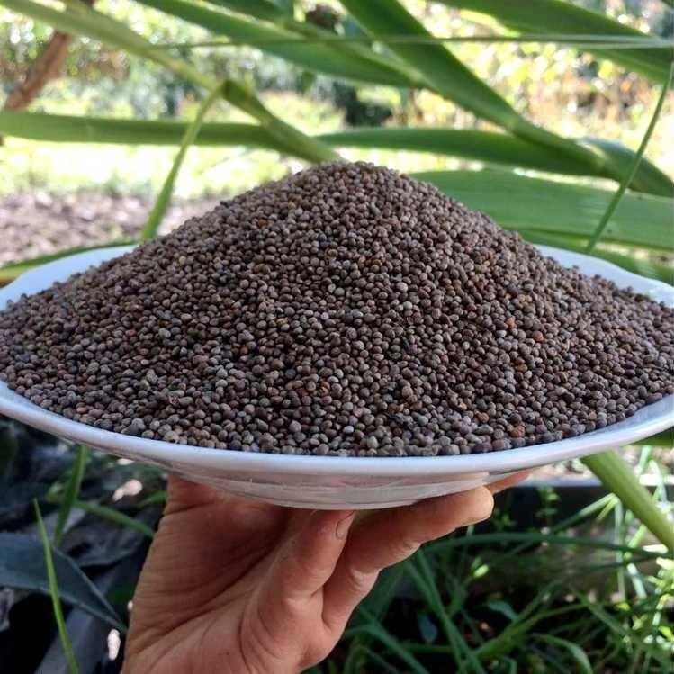 【新货】贵州特产酥麻籽农家种生酥麻黑苏麻籽引子油性酥麻子