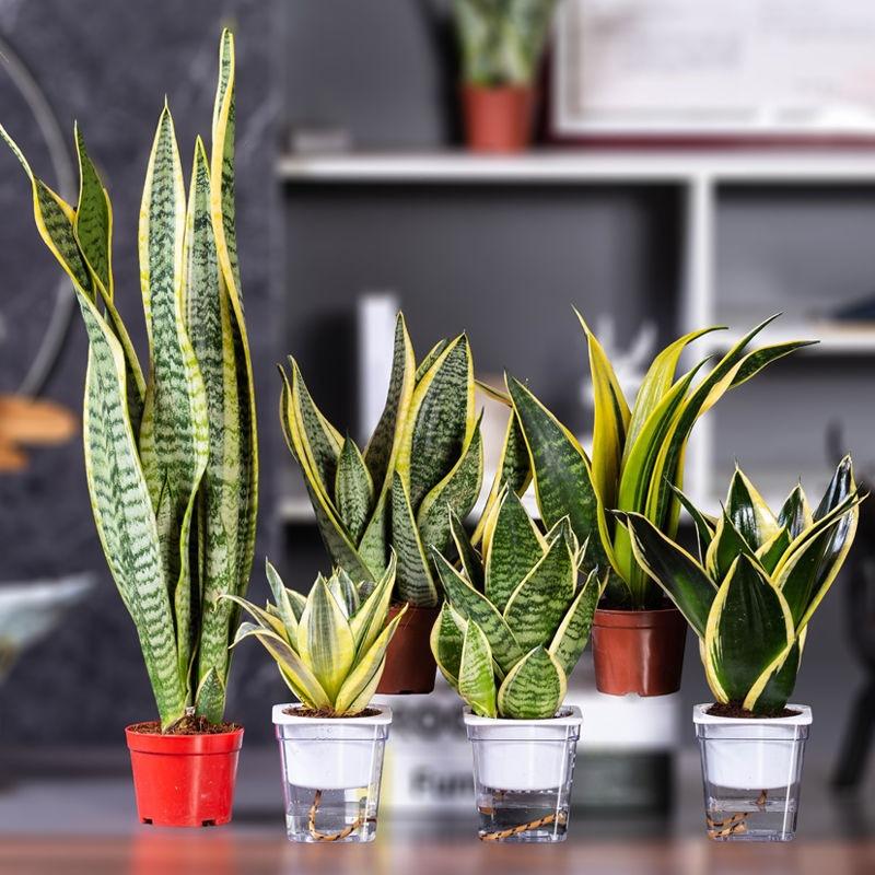 除甲醛金边虎皮兰新房吸甲醛植物防辐射四季室内绿植花盆栽虎尾兰