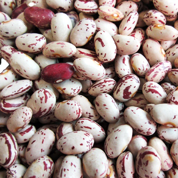 常年供应奶花芸豆kidneybean价格优惠欢迎订购