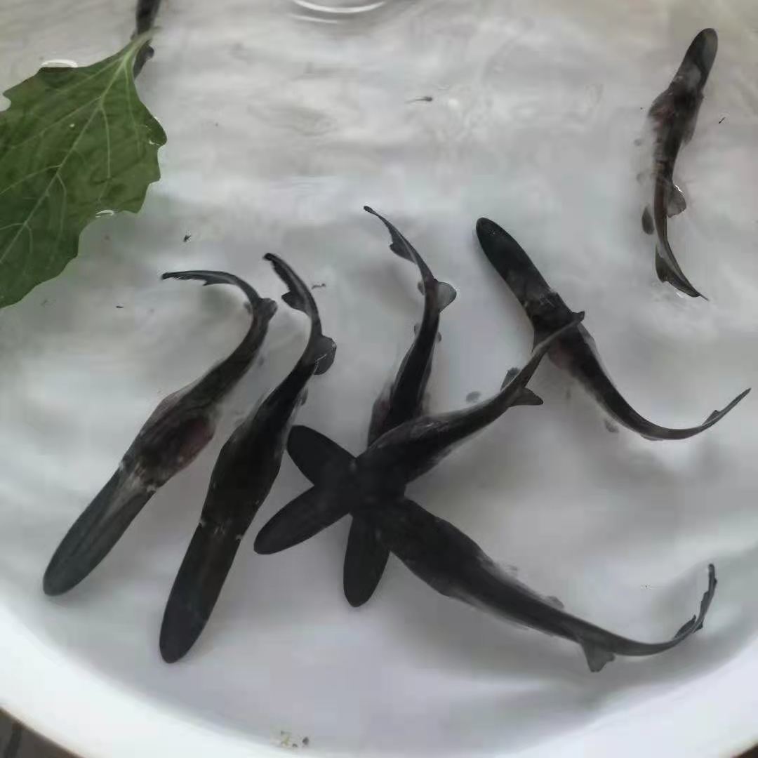 鸭嘴鱼苗 鸭嘴兽鱼苗 鸭嘴鲟鱼苗 鸭嘴鱼 淡水鱼苗 观赏鱼苗