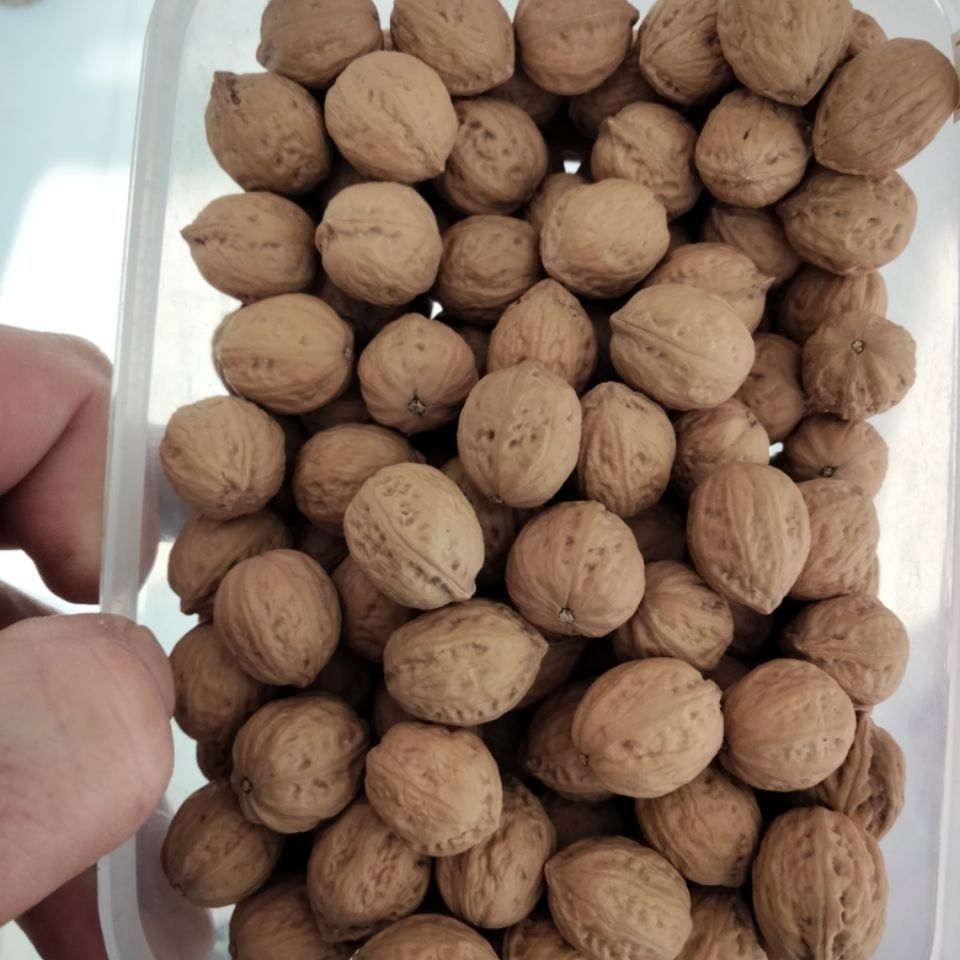 门头沟八棱野生小秋子核桃散子各种品相尺寸应有尽有手串手持脖挂