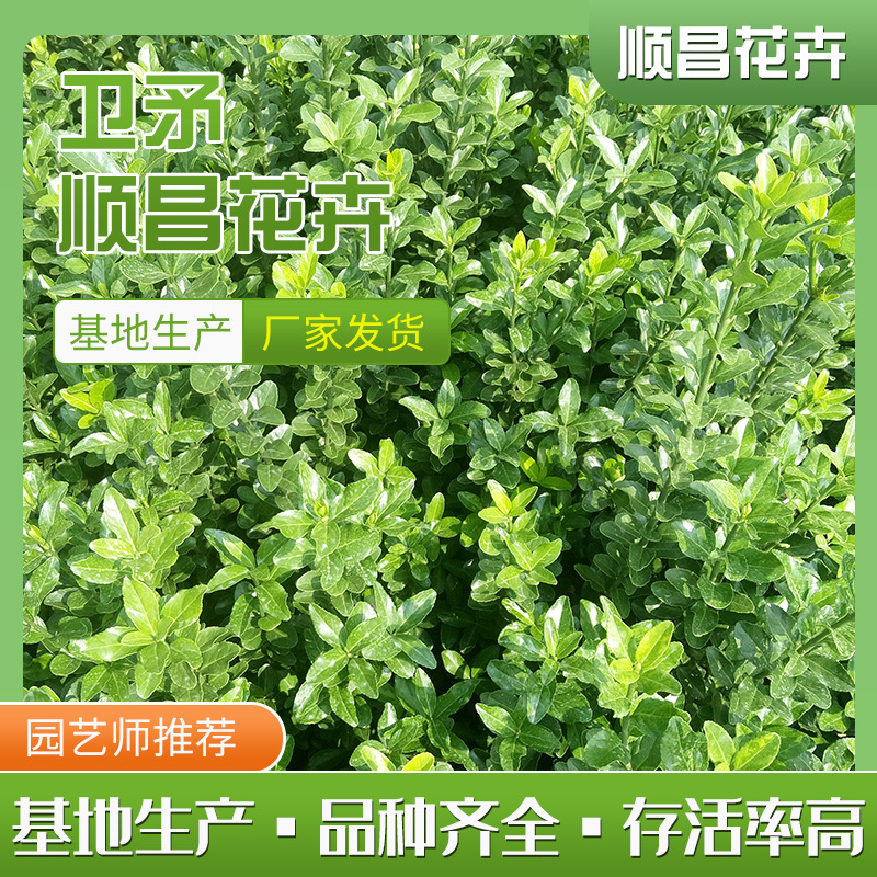 卫矛冬青四季常青不落叶黄杨树园林绿化用苗木种类齐全耐寒耐旱