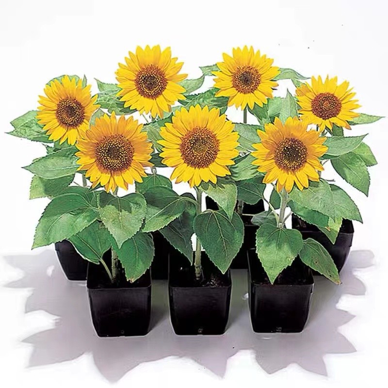 进口向日葵种孑切花矮生迷你室内阳台观赏盆栽花种籽四季开花种子