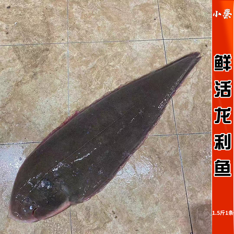 鲜活龙利鱼海鱼海鲜水产大龙舌头鱼舌鳎鱼无刺深海踏板鱼1.5斤1条