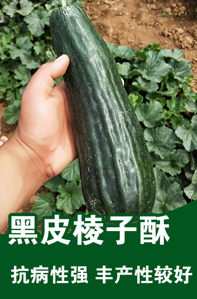 黑皮棱子酥酥脆菜瓜脆瓜种子春夏秋播蔬菜籽甜瓜菜瓜蔬菜种子批发