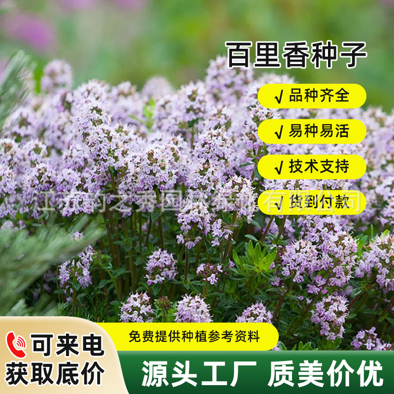 百里香种子阳台盆栽驱蚊草籽可食用西餐牛排香草调味料香草籽