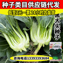 纯丰北京黑大头油菜种子四季春秋青梗菜上海青苏州青菜园厂家批发