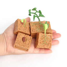 仿真动物植物成长周期模型豆子种子生长过程儿童科教益智玩具套装