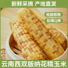 云南花糯玉米一件代发西双版纳香糯小玉米新鲜现摘产地直发真空装