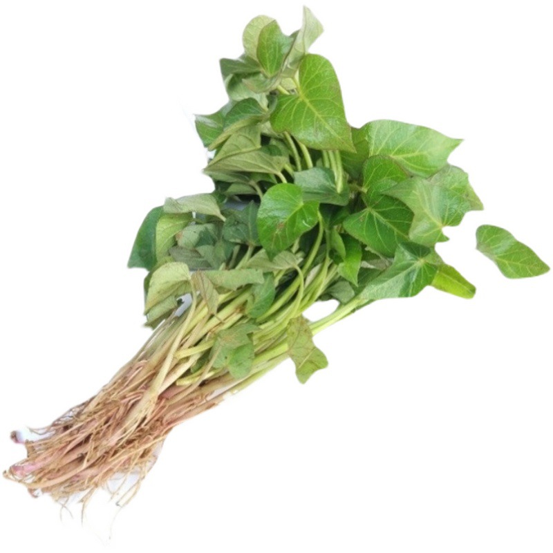 蜜薯苗烟薯25苗红薯苗地瓜苗西瓜红秧苗紫薯秧苗50棵脱毒秧苗包活