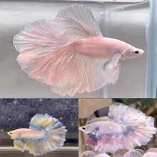 印度皇室金吉罗 吉罗鱼 非哥拉巴拉,蓝吉罗 可与龙