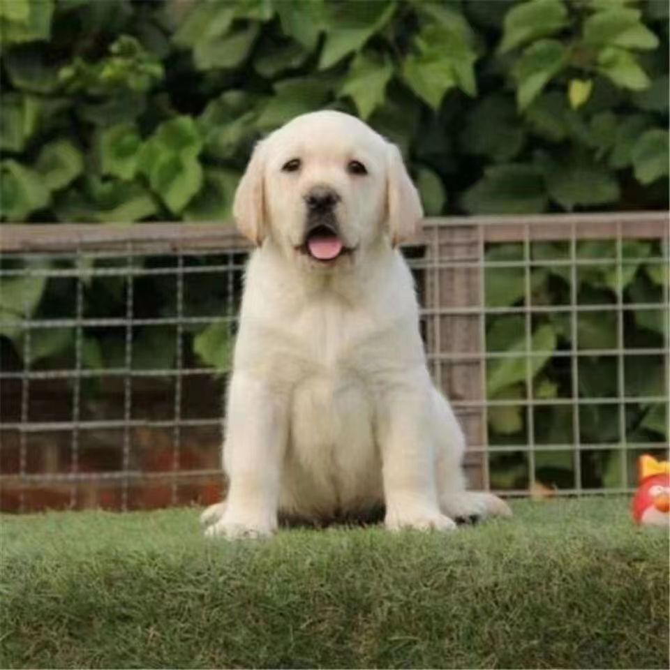 纯种拉布拉多幼犬双血统活体拉布拉多幼崽大头版大骨架中型犬宠物
