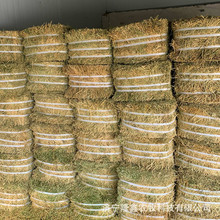 哪里有养羊驼的羊驼吃什么草 出售羊驼吃的苜蓿草 苜蓿草干草价格