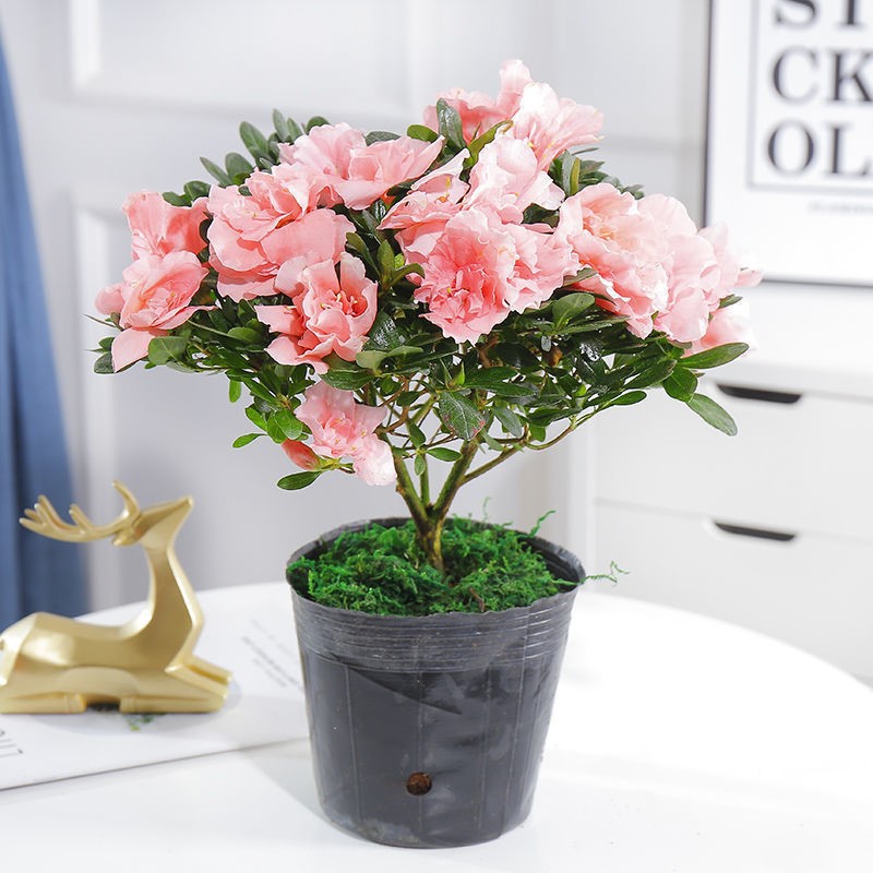 四季杜鹃花盆景