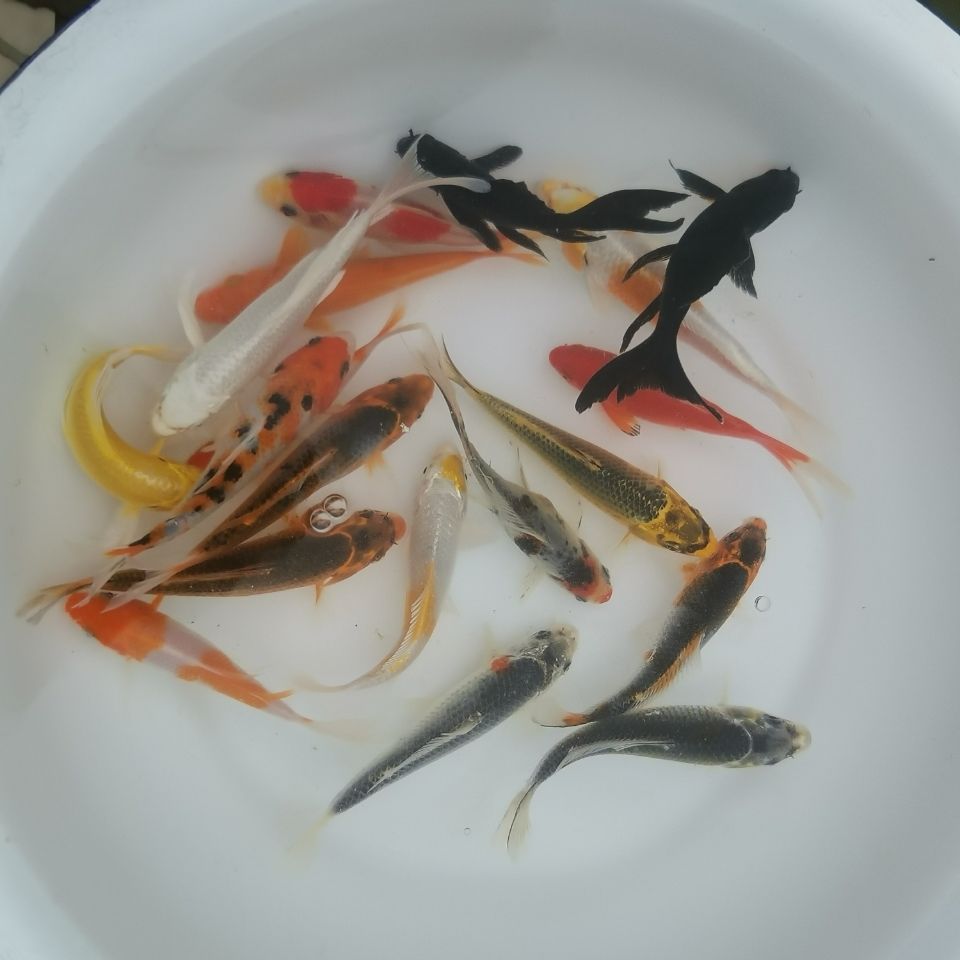 观赏鱼纯种锦鲤金鱼冷水小鱼苗练手长短尾红白锦鲫孔雀火鲤组合发