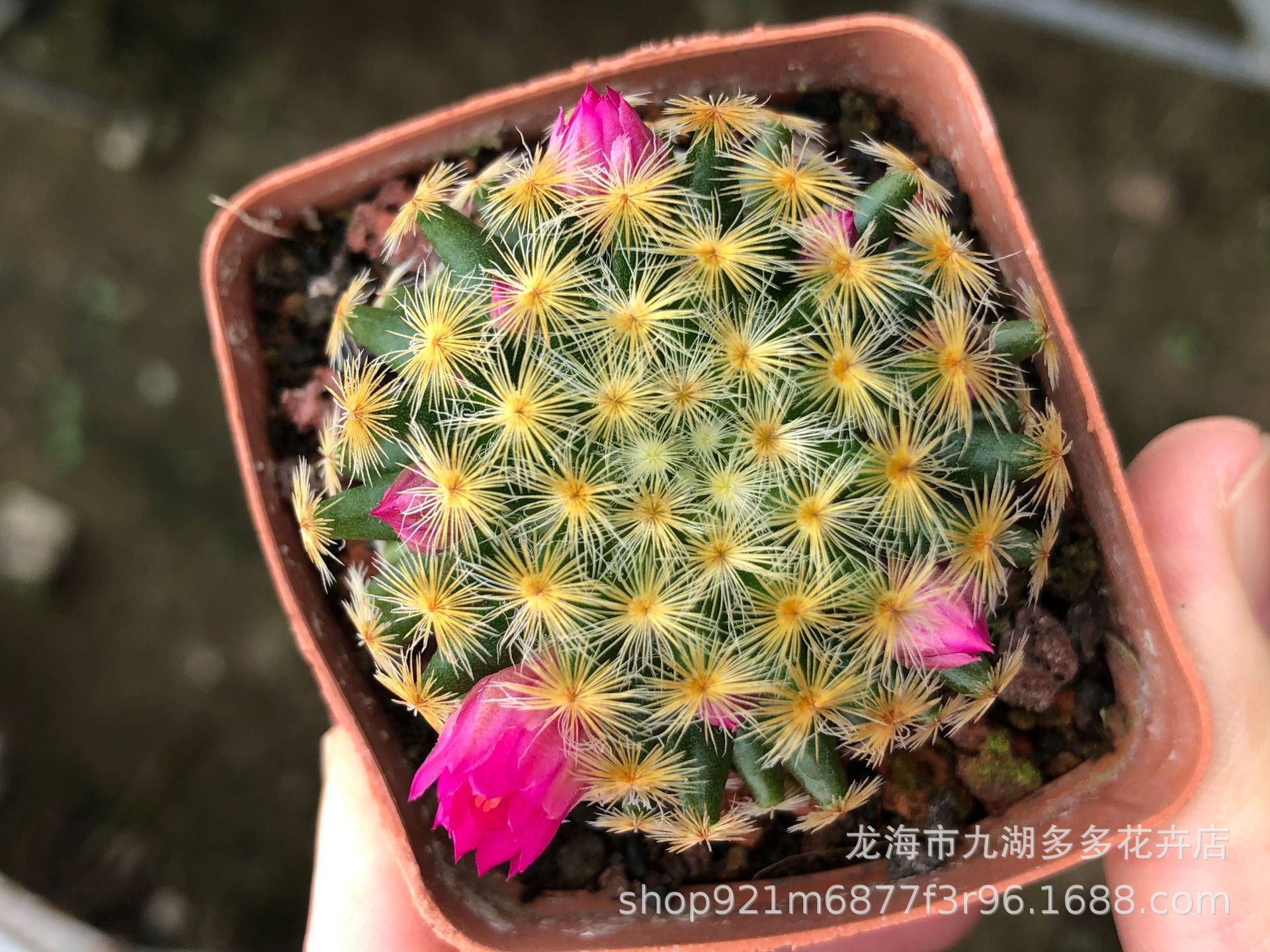 多肉植物批发 实生红花明星仙人球 4公分左右 萝卜根 防幅射