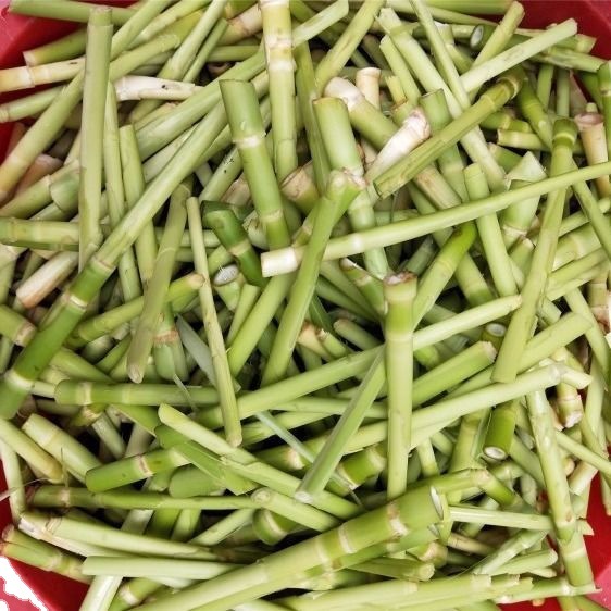 湖北石首特产野生柴笋子菜笋子酒店餐馆食材时令蔬菜1000克