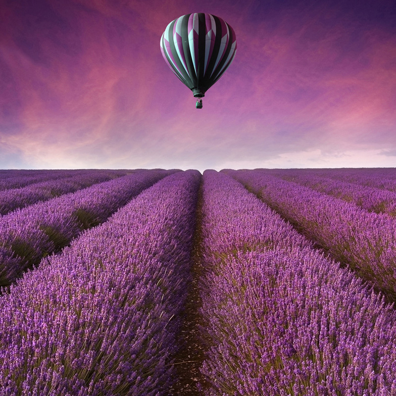 薰衣种子四季易种多年生普罗旺斯花种孑阳台庭院盆栽耐寒花籽