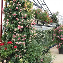 欧洲藤本月季花苗四季开花庭院花墙植物爬藤蔷薇女孩阳台盆栽花卉