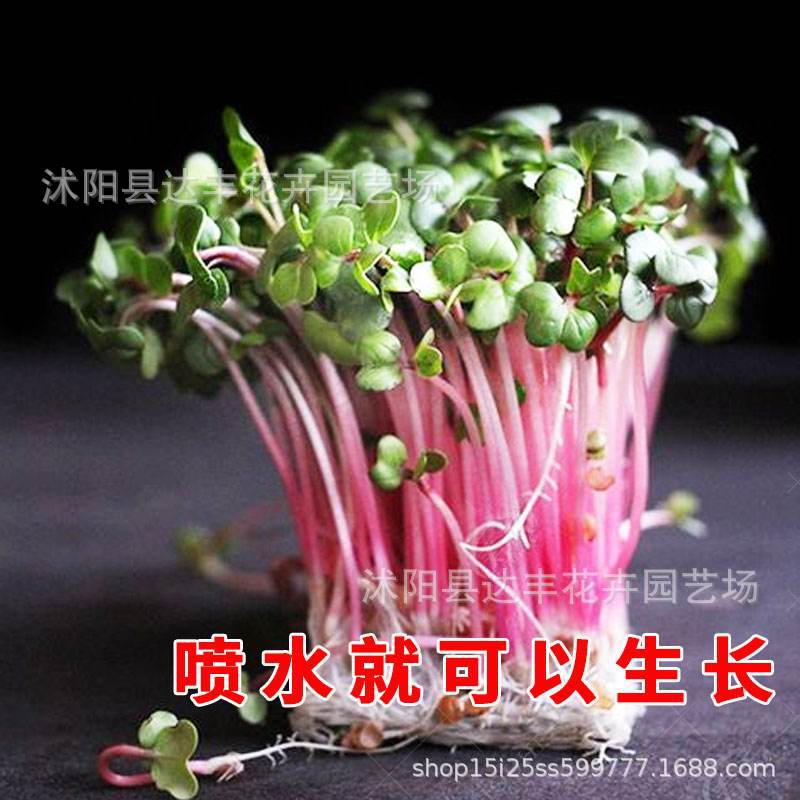 芽苗菜种子水培芽苗菜种子品种齐全绿色健康蔬菜种子家庭四季可种