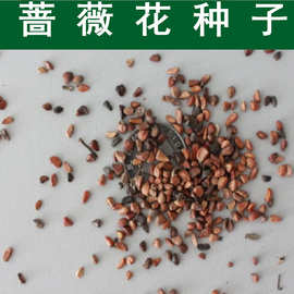 林木种子 蔷薇种子 爬藤植物 蔷薇花种子 爬藤植物爬墙快花籽