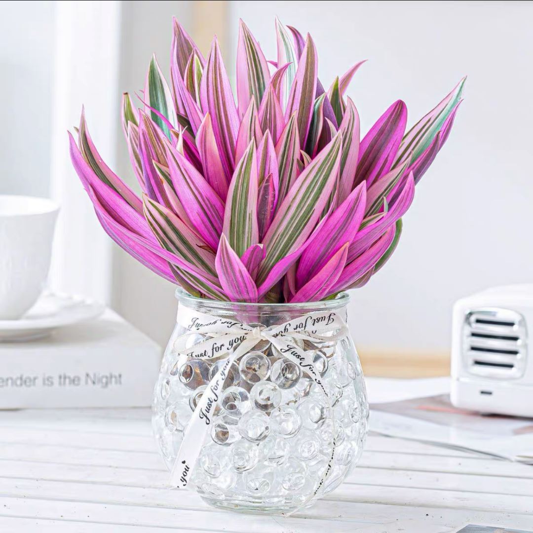 紫露兰水培盆栽植物花卉油画吊兰好养桌面办公室净化空气水养绿植