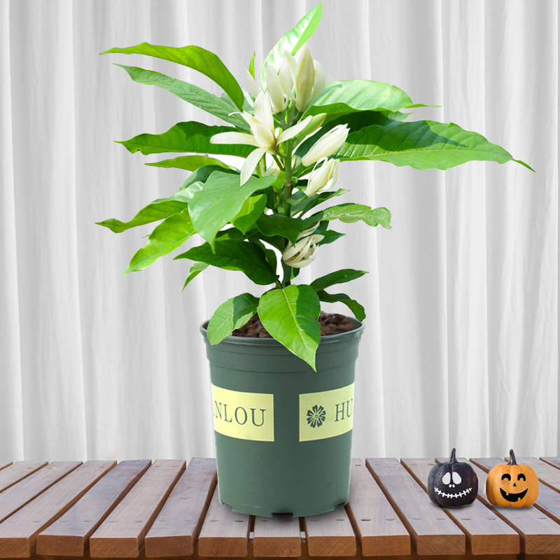 白兰花盆栽室内四季好养浓香型花卉带花发货阳台窗台庭院植物