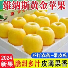 山东维纳斯苹果新鲜应当季水果非黄元帅奶油富士整箱【包邮批发】