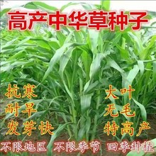 中华粮草牧草种子多年生四季甜象草黑麦草苏种丹草鸡猪牛高丹草籽