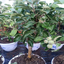 基地现摘矮化盆景苹果树 阳台庭院种植量大优惠 红富士盆栽苹果