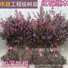 红花继木小苗种苗四季花卉里绿化苗木规格齐全红花檵木小杯苗批发