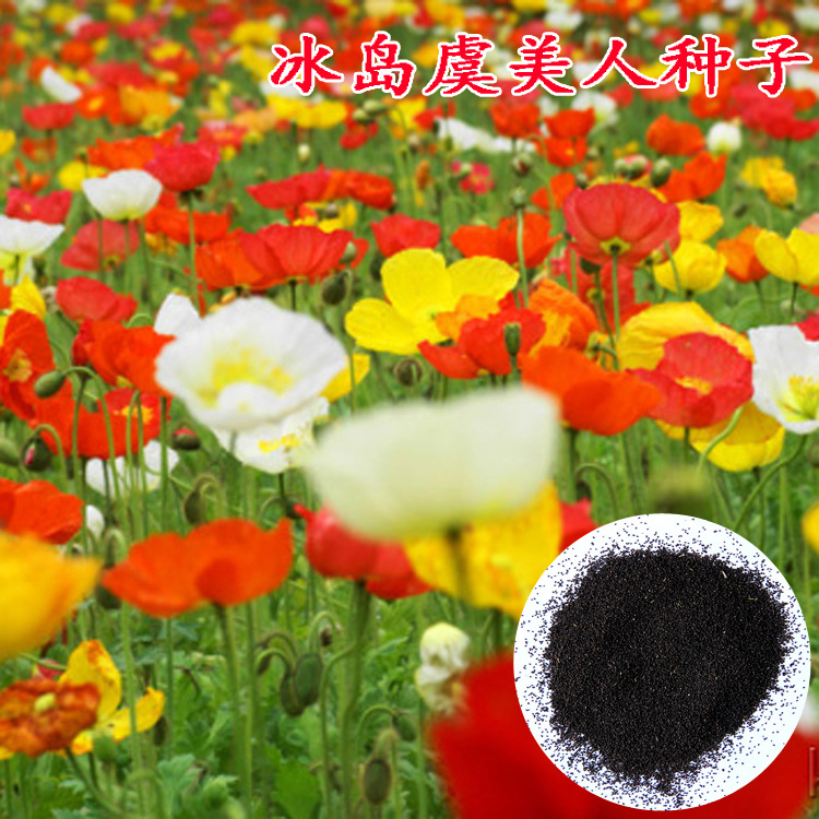 虞美人种子-虞美人种子厂家,品牌,图片,热帖-阿里巴巴