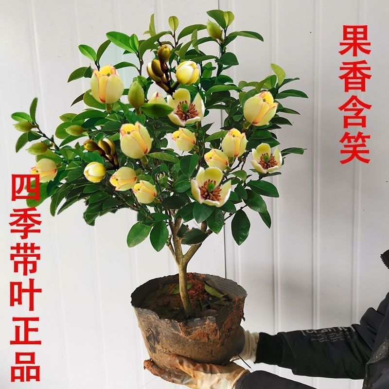带花苞含笑花苗盆栽四季种植开花浓香花卉含笑老桩树苗耐寒耐温