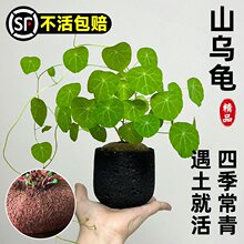 山乌龟植物金不换盆栽红藤圆叶室内阳台爬藤观叶水培好养秋冬绿植