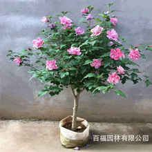 庭院植物绿化苗木批发 木槿 花苗 基地价格 树苗 花灌木