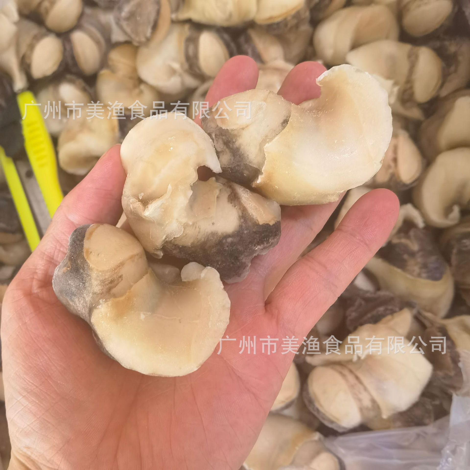 m码单冻螺肉香螺肉海螺肉沙螺肉现剥海鲜海螺头响螺头 按称重发货