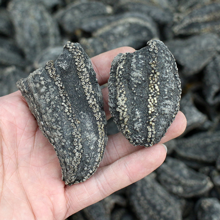 冰岛红极参 淡干海参干制干货滋补品 食材淡干海参皮 500克-阿里巴巴