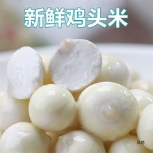 当季茨实芡实潮州去皮去新鲜大颗粒苏州鸡头米壳鸡头米东凤潮汕