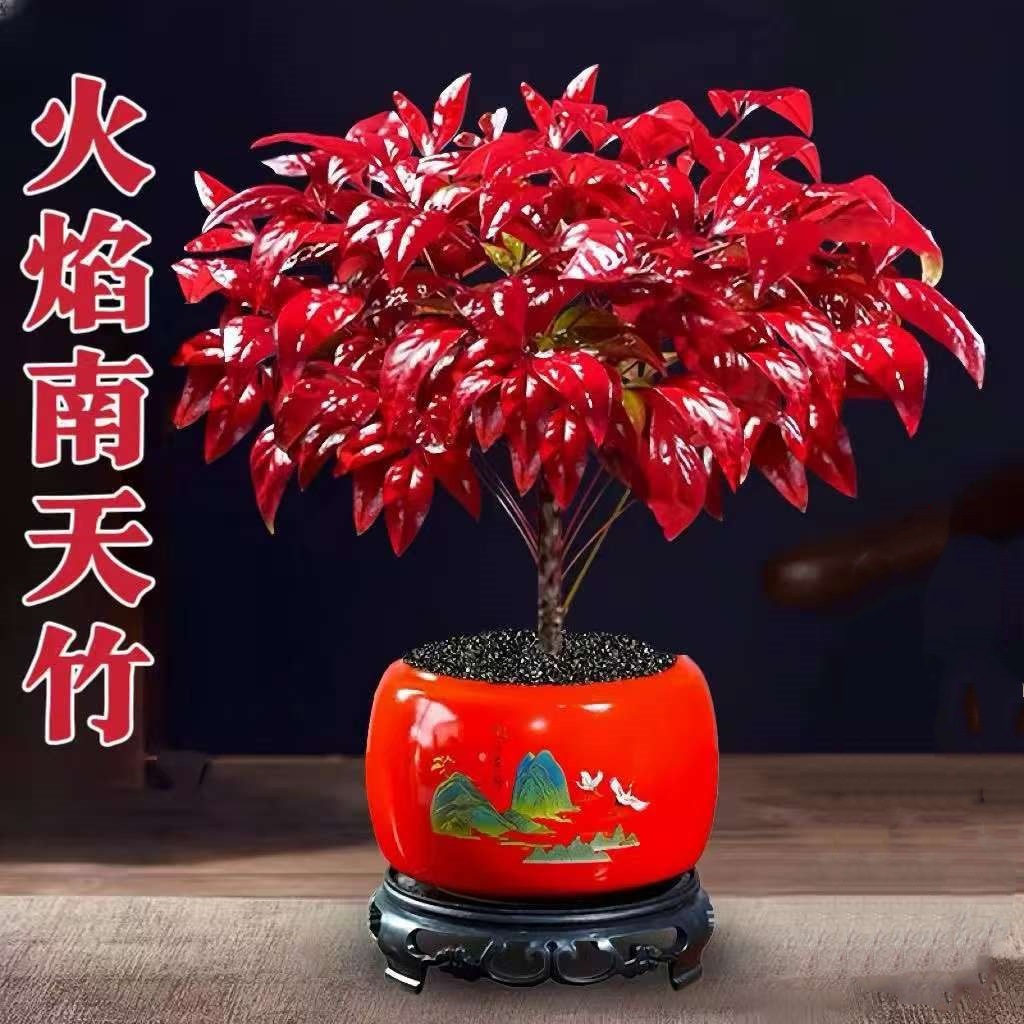 火焰南天竹盆栽冬季耐寒红叶绿植室内外客厅阳台四季好养植物盆景