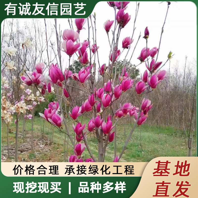 玉兰花树苗庭院别墅观赏树风景树工程绿化植物红玉兰白玉兰紫玉兰