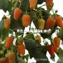 双季橙色奇迹树莓苗黄树莓果苗甜蜜盆栽覆盆子当年结果树耐寒地栽
