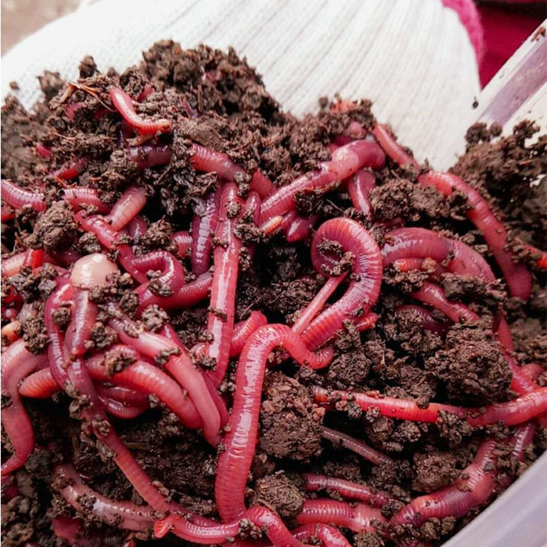 蚯蚓活体批发鱼饵红大号钓鱼活饵料垂钓钓鱼活饵特大鲜活厂家直销