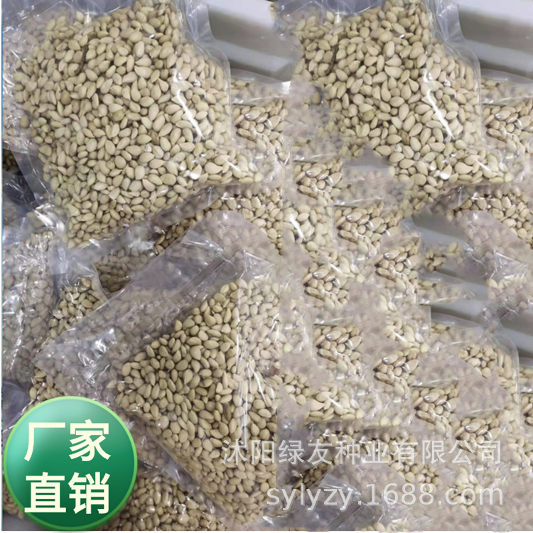 批发篱笆墙用途 带刺植物种子 枸橘 又叫枳壳 枳 围墙种植植物