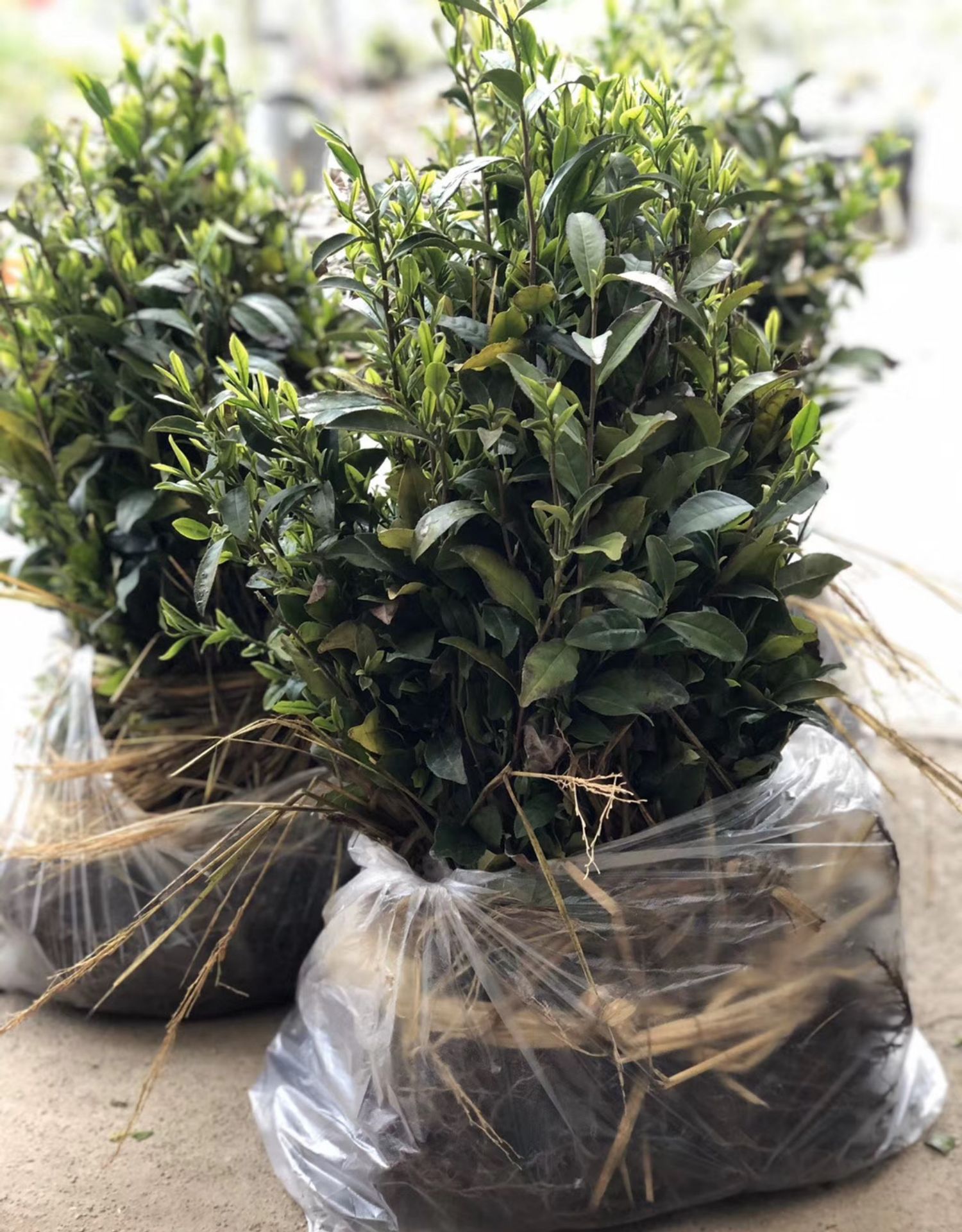 龙井43茶苗树种茶叶树苗西湖龙井茶苗绿茶茶叶苗批发北方南方种植