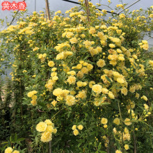 红黄木香花苗爬藤植物盆栽甜蜜红木香大苗春季开花重瓣带花白木香