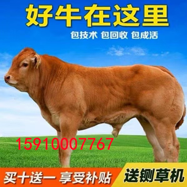 活牛出售鲁西黄牛肉牛犊活体小黄牛 鲁西黄牛牛苗价格-阿里巴巴