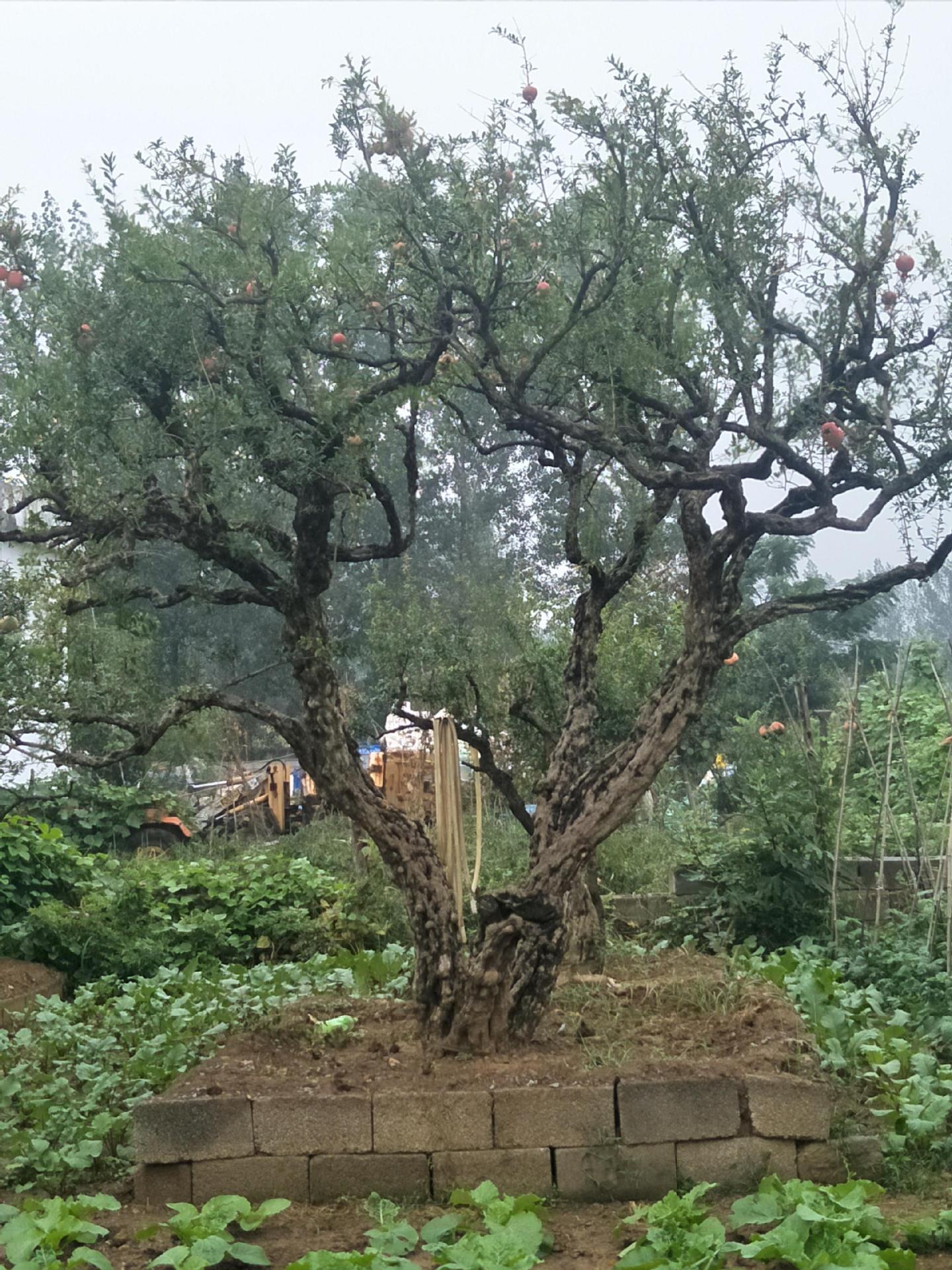 批发出售园林工程大石榴树 丛生石榴古树-阿里巴巴