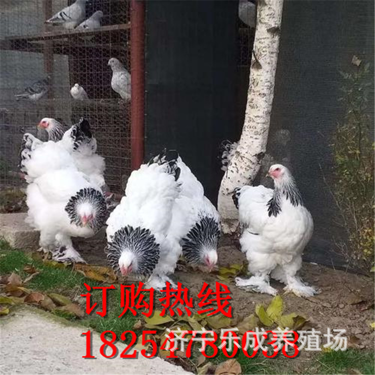 尼古拉火鸡 五黑鸡 珍珠鸡 狮头鹅 婆罗门鸡苗 观赏鸡种蛋-阿里巴巴